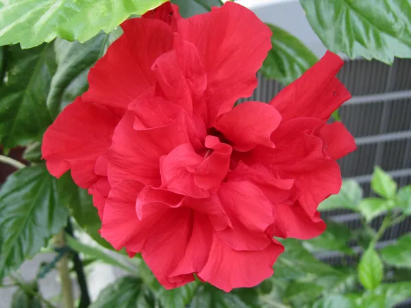 Gorgeous_Red_Hibiscus_(Double_Patel)_Flowering_Plant_&_Tree_For_Home_Garden,_Pack_Of_1