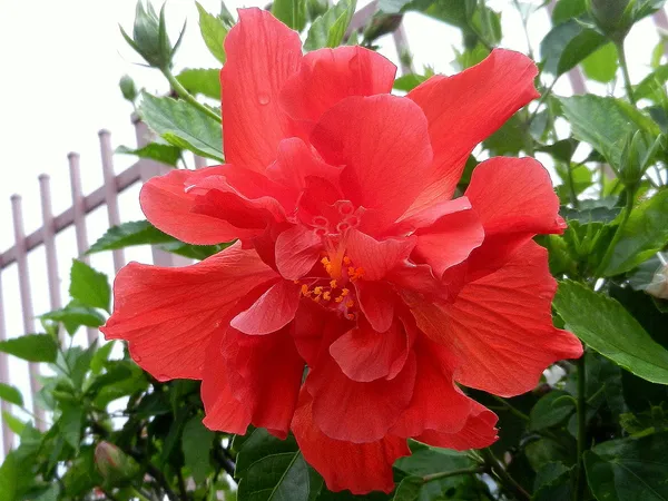 Gorgeous_Red_Hibiscus_(Double_Patel)_Flowering_Plant_&_Tree_For_Home_Garden,_Pack_Of_1