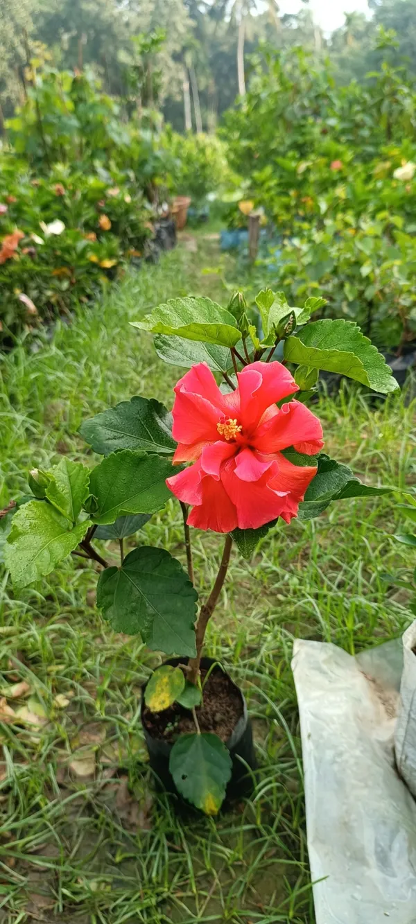 Gorgeous_Red_Hibiscus_(Double_Patel)_Flowering_Plant_&_Tree_For_Home_Garden,_Pack_Of_1