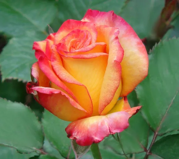 Gorgeous_Rose_Flower_Plant_&_Tree_(1.5-3.5_Ft_Height)_Bicolor_Rose_Enhance_Your_Garden_Beauty_(Hybrid,_Pack_Of_1)