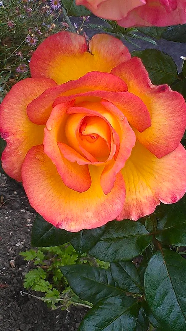 Gorgeous_Rose_Flower_Plant_&_Tree_(1.5-3.5_Ft_Height)_Bicolor_Rose_Enhance_Your_Garden_Beauty_(Hybrid,_Pack_Of_1)