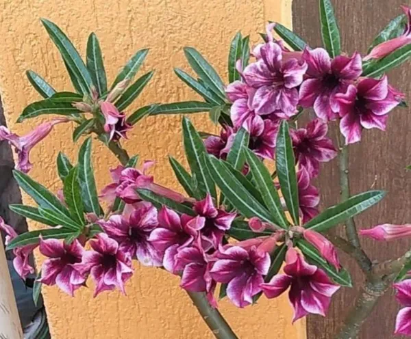 Gorgeous_Violet_Adenium_Desert_Rose_Flower_Plant_(Pack_Of_1)_For_Enhance_Your_Home/Garden_Beauty