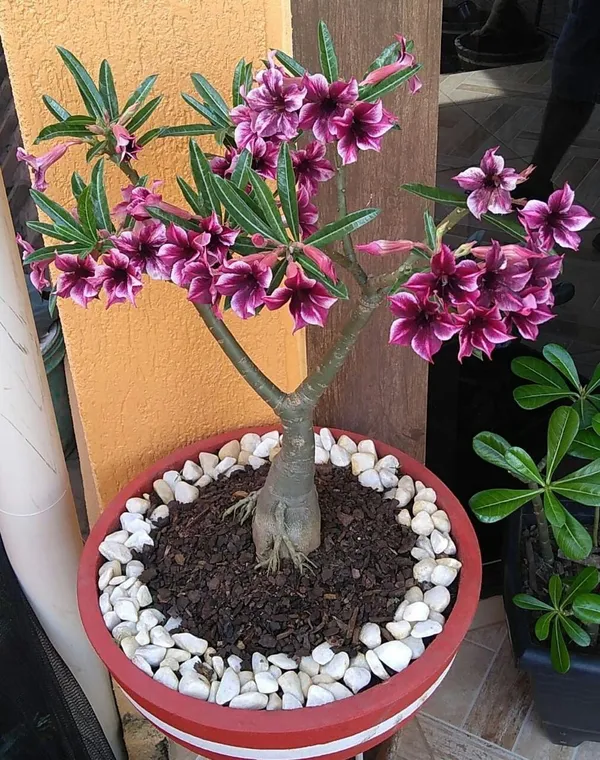 Gorgeous_Violet_Adenium_Desert_Rose_Flower_Plant_(Pack_Of_1)_For_Enhance_Your_Home/Garden_Beauty
