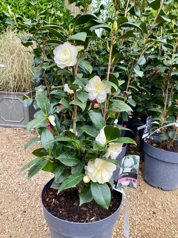Gorgeous_White_Camellia_Ready_To_Bloom_Flower_Plant_&_Tree_For_Shrub/Bush/Home_Garden_(1.5-3.5_Ft_Height)_Pack_Of_1