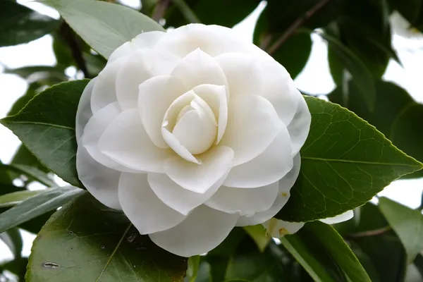 Gorgeous_White_Camellia_Ready_To_Bloom_Flower_Plant_&_Tree_For_Shrub/Bush/Home_Garden_(1.5-3.5_Ft_Height)_Pack_Of_1