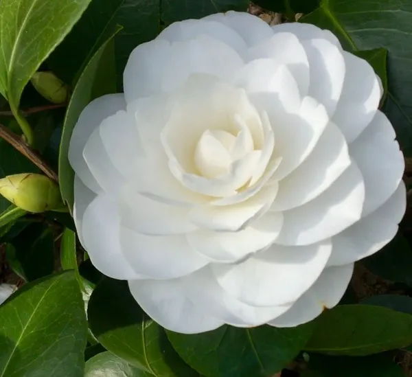 Gorgeous_White_Camellia_Ready_To_Bloom_Flower_Plant_&_Tree_For_Shrub/Bush/Home_Garden_(1.5-3.5_Ft_Height)_Pack_Of_1