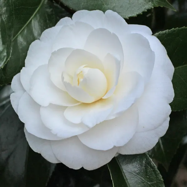Gorgeous_White_Camellia_Ready_To_Bloom_Flower_Plant_&_Tree_For_Shrub/Bush/Home_Garden_(1.5-3.5_Ft_Height)_Pack_Of_1