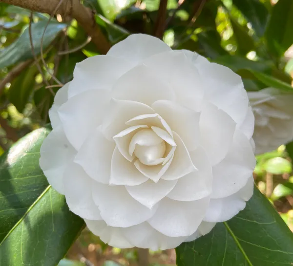 Gorgeous_White_Camellia_Ready_To_Bloom_Flower_Plant_&_Tree_For_Shrub/Bush/Home_Garden_(1.5-3.5_Ft_Height)_Pack_Of_1