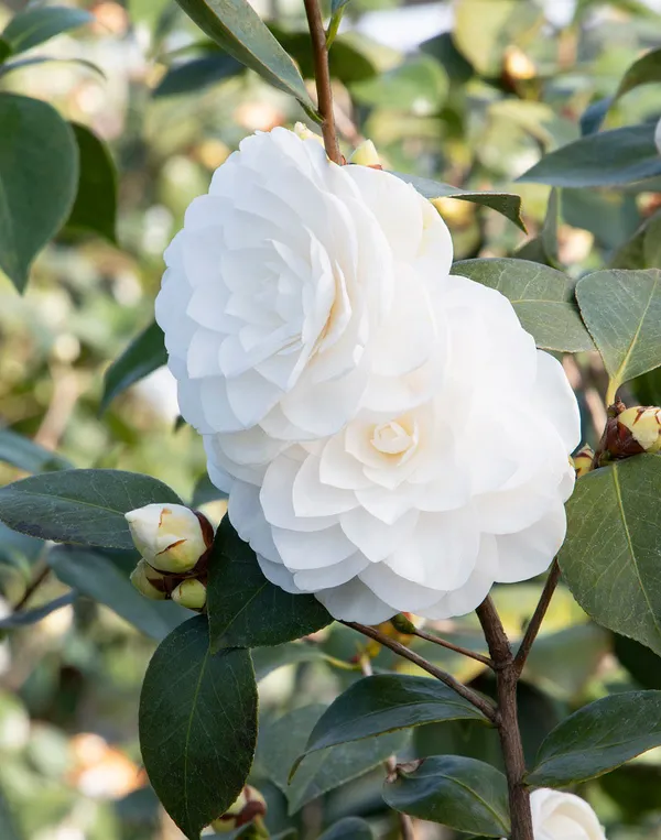 Gorgeous_White_Camellia_Ready_To_Bloom_Flower_Plant_&_Tree_For_Shrub/Bush/Home_Garden_(1.5-3.5_Ft_Height)_Pack_Of_1