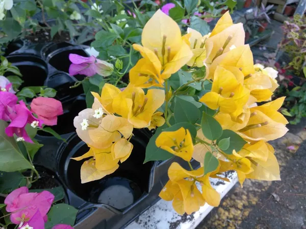 Gorgeous_Yellow_Bougainvillea/Kagoj_ful__Flowering_Plant_&_Tree_For_Shrub/Bush/Home_Garden,_Pack_Of_1