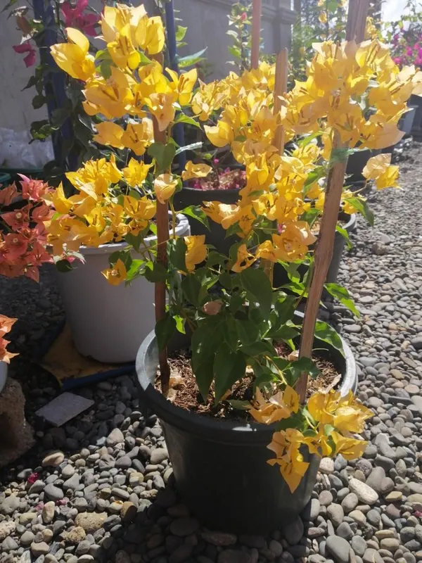 Gorgeous_Yellow_Bougainvillea/Kagoj_ful__Flowering_Plant_&_Tree_For_Shrub/Bush/Home_Garden,_Pack_Of_1