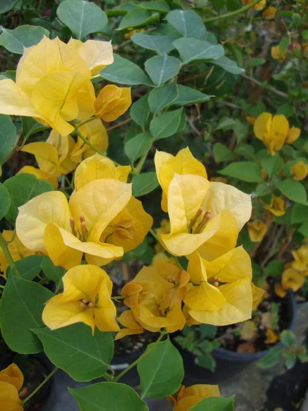 Gorgeous_Yellow_Bougainvillea/Kagoj_ful__Flowering_Plant_&_Tree_For_Shrub/Bush/Home_Garden,_Pack_Of_1