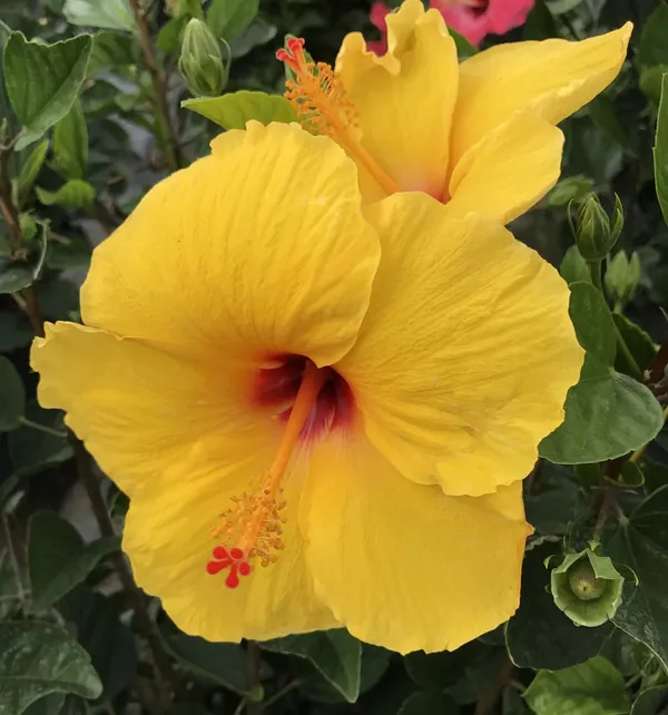 Gorgeous_Yellow_Hibiscus_Flowering_Plant_For_Shrub/Bush/Home_Garden_(Pack_Of_1)