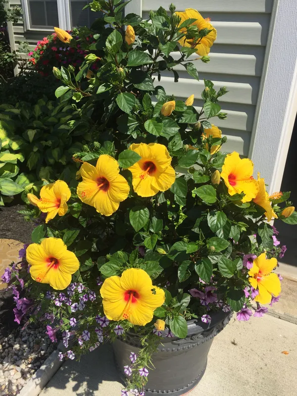 Gorgeous_Yellow_Hibiscus_Flowering_Plant_For_Shrub/Bush/Home_Garden_(Pack_Of_1)