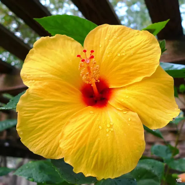 Gorgeous_Yellow_Hibiscus_Flowering_Plant_For_Shrub/Bush/Home_Garden_(Pack_Of_1)