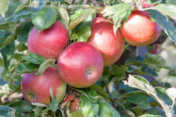 Apple_Fruit_Plant_&_Tree_For_Home_Gardening_(1.5-3.5_Ft_Hight)_Suitable_Location_Outdoor,_Hybrid_Apple_Plant_Age_1.5_Years_(Pack_Of_1)