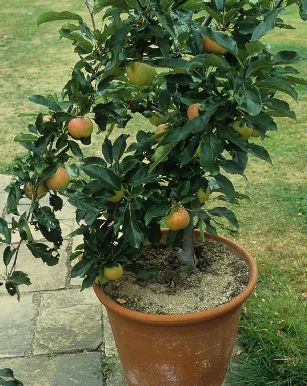 Apple_Fruit_Plant_&_Tree_For_Home_Gardening_(1.5-3.5_Ft_Hight)_Suitable_Location_Outdoor,_Hybrid_Apple_Plant_Age_1.5_Years_(Pack_Of_1)