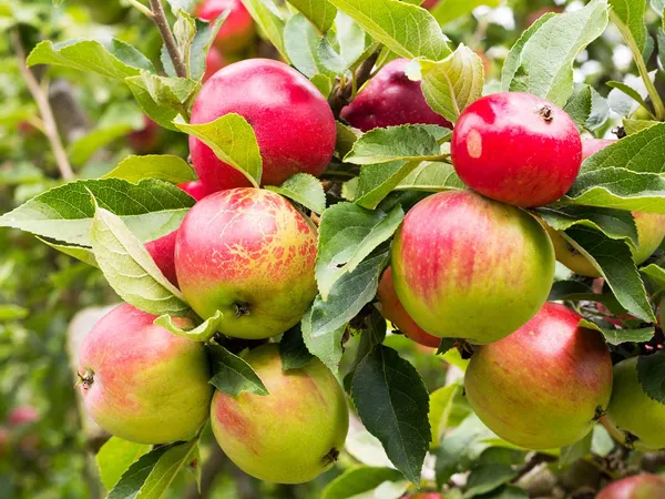 Apple_Fruit_Plant_&_Tree_For_Home_Gardening_(1.5-3.5_Ft_Hight)_Suitable_Location_Outdoor,_Hybrid_Apple_Plant_Age_1.5_Years_(Pack_Of_1)