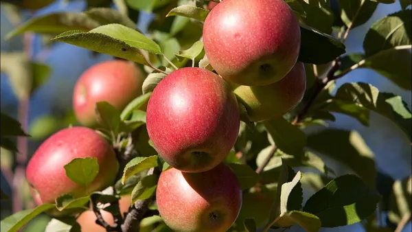 Apple_Fruit_Plant_&_Tree_For_Home_Gardening_(1.5-3.5_Ft_Hight)_Suitable_Location_Outdoor,_Hybrid_Apple_Plant_Age_1.5_Years_(Pack_Of_1)