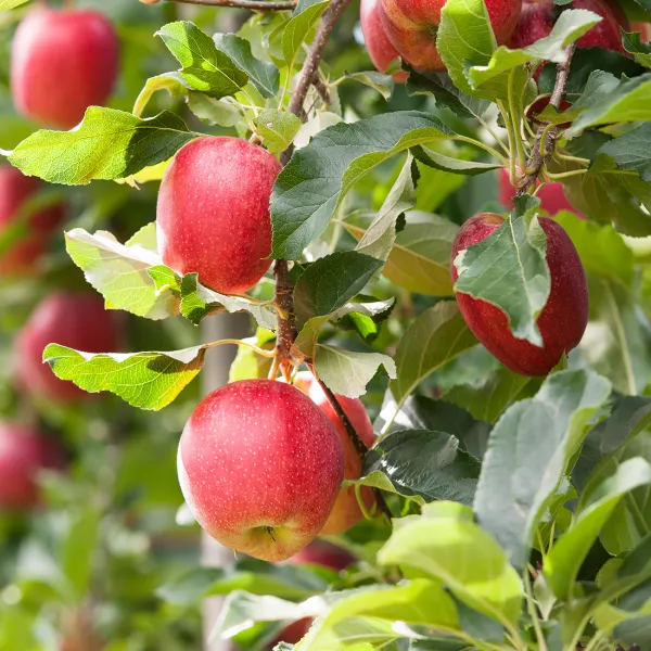 Apple_Fruit_Plant_&_Tree_For_Home_Gardening_(1.5-3.5_Ft_Hight)_Suitable_Location_Outdoor,_Hybrid_Apple_Plant_Age_1.5_Years_(Pack_Of_1)