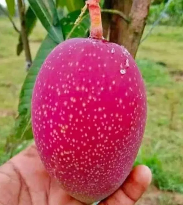 Grafted_Red_Miyazaki_Mango_Plant_(Hybrid,_Pack_Of_1)