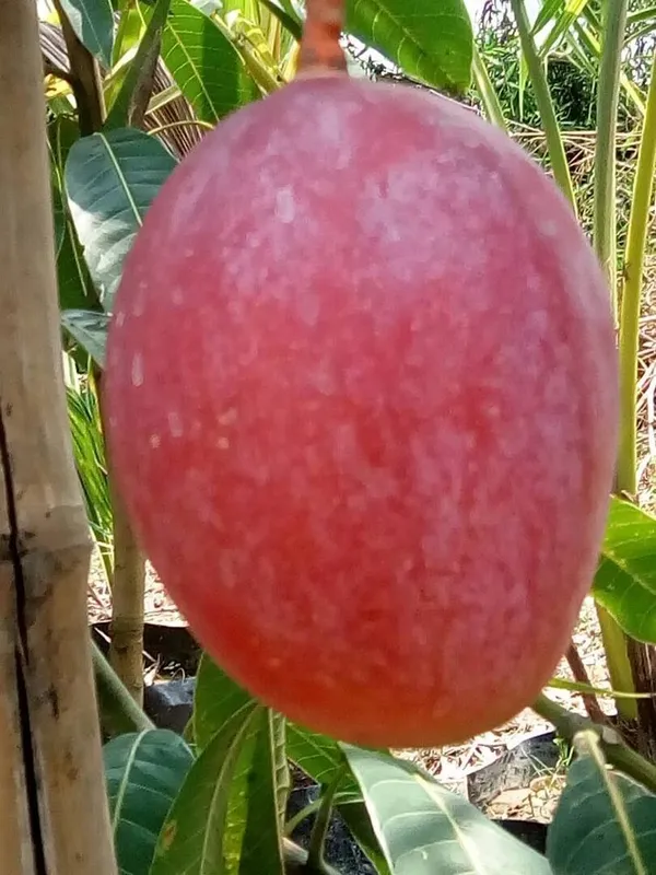 Grafted_Red_Miyazaki_Mango_Plant_(Hybrid,_Pack_Of_1)