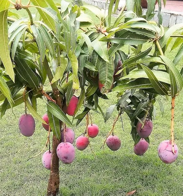Grafted_Red_Miyazaki_Mango_Plant_(Hybrid,_Pack_Of_1)