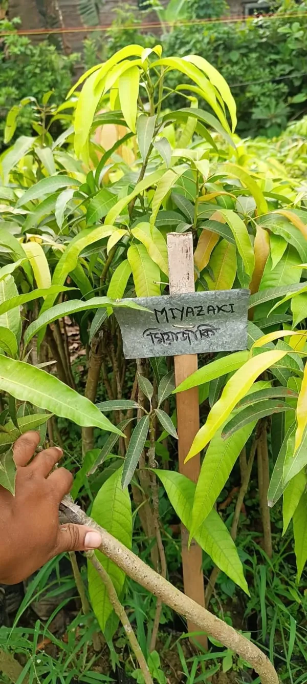 Grafted_Red_Miyazaki_Mango_Plant_(Hybrid,_Pack_Of_1)