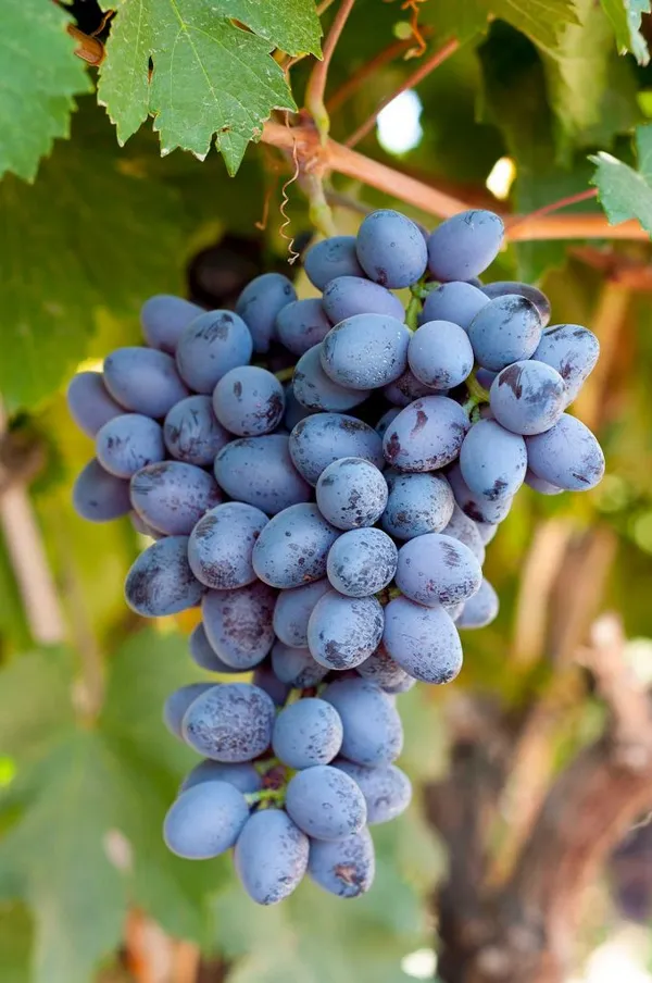 Grapes_Healthy_Fruit_Plant_For_Home_Garden,_Well-Drained_Grapes_Plant,_Pack_Of_1