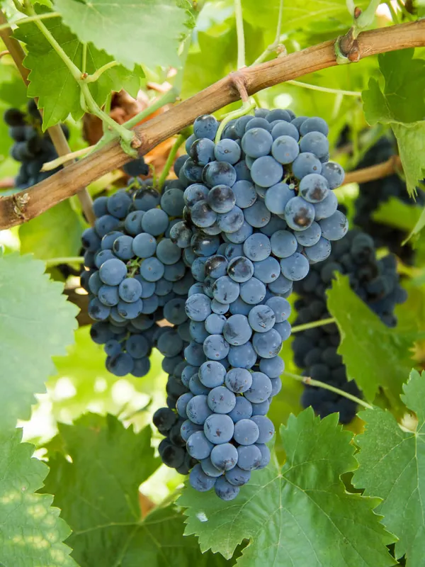 Grapes_Healthy_Fruit_Plant_For_Home_Garden,_Well-Drained_Grapes_Plant,_Pack_Of_1