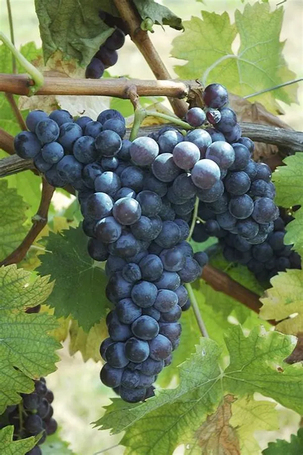 Grapes_Healthy_Fruit_Plant_For_Home_Garden,_Well-Drained_Grapes_Plant,_Pack_Of_1