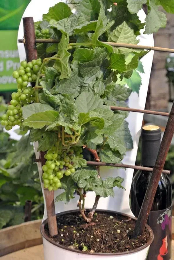 Grapes_Healthy_Fruit_Plant_For_Home_Garden,_Well-Drained_Grapes_Plant,_Pack_Of_1
