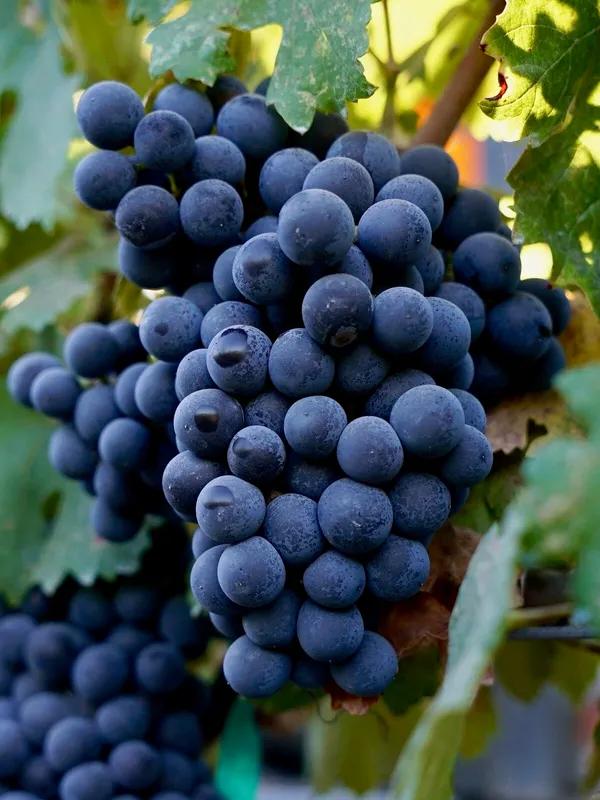 Grapes_Healthy_Fruit_Plant_For_Home_Garden,_Well-Drained_Grapes_Plant,_Pack_Of_1