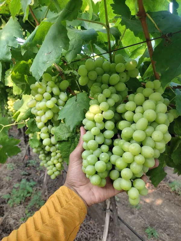 Green_Grape_Vine_Plant_(Hara_Angoor)_-_Sweet,_Juicy_&_High-Yielding_Fruit_Plant_for_Home_Garden,_Pack_Of_1
