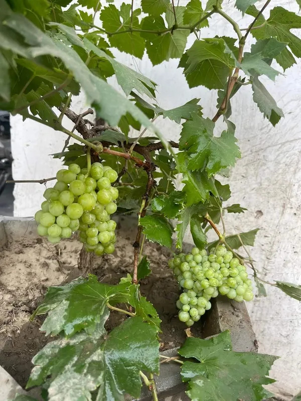 Green_Grape_Vine_Plant_(Hara_Angoor)_-_Sweet,_Juicy_&_High-Yielding_Fruit_Plant_for_Home_Garden,_Pack_Of_1