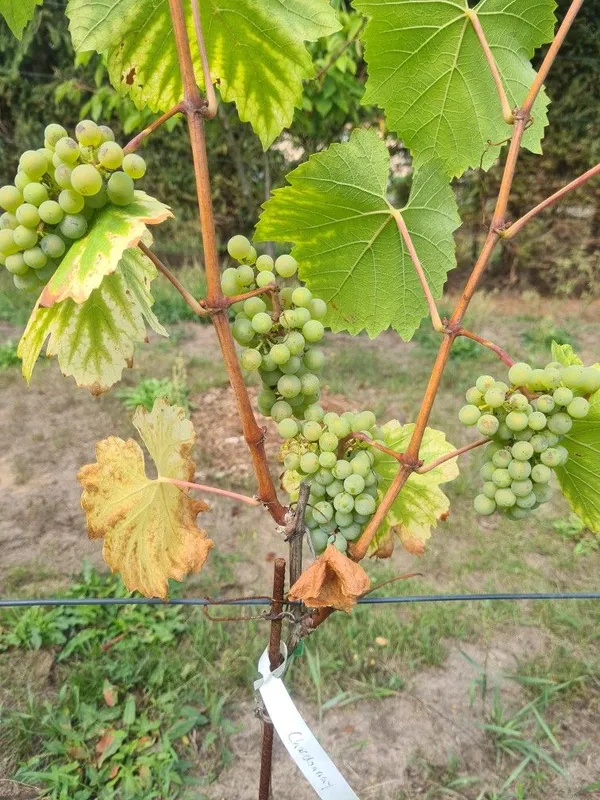 Green_Grape_Vine_Plant_(Hara_Angoor)_-_Sweet,_Juicy_&_High-Yielding_Fruit_Plant_for_Home_Garden,_Pack_Of_1