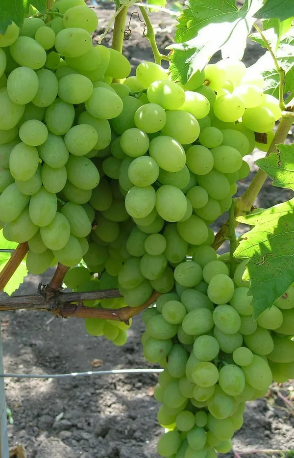 Green_Grape_Vine_Plant_(Hara_Angoor)_-_Sweet,_Juicy_&_High-Yielding_Fruit_Plant_for_Home_Garden,_Pack_Of_1