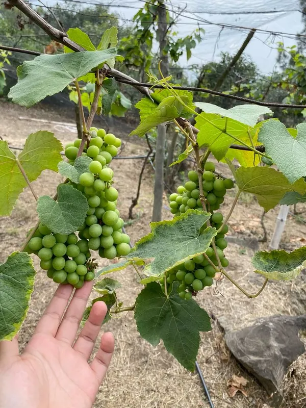 Green_Grape_Vine_Plant_(Hara_Angoor)_-_Sweet,_Juicy_&_High-Yielding_Fruit_Plant_for_Home_Garden,_Pack_Of_1
