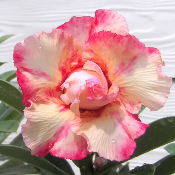 Greenery_Nursery_Adenium_Desert_Rose_Flower_Plant_&_Tree_For_Sweet_Home_Gardening_Gorgeous_Desert_Rose__Adenium_Plant_Age_1.5_Years_,_Suitable_For_Indoor/Outdoor_(_Hybrid,_Pack_Of_1)