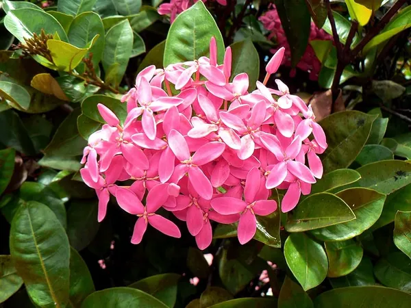 Greenery_Nursery_Ixora_Vibrant_Color_Flower_Plant_&_Tree_For_Shrub/Bush/Home_Decor/Gardening_(Pack_Of_1)