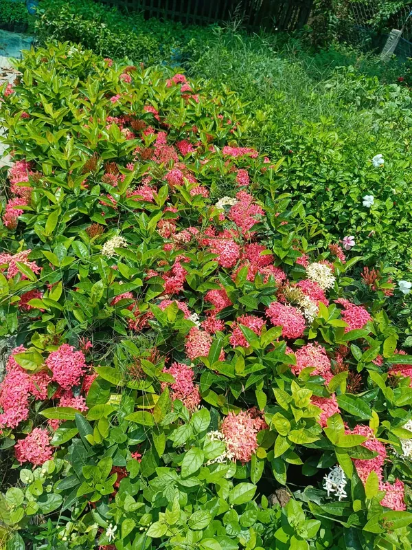 Greenery_Nursery_Ixora_Vibrant_Color_Flower_Plant_&_Tree_For_Shrub/Bush/Home_Decor/Gardening_(Pack_Of_1)