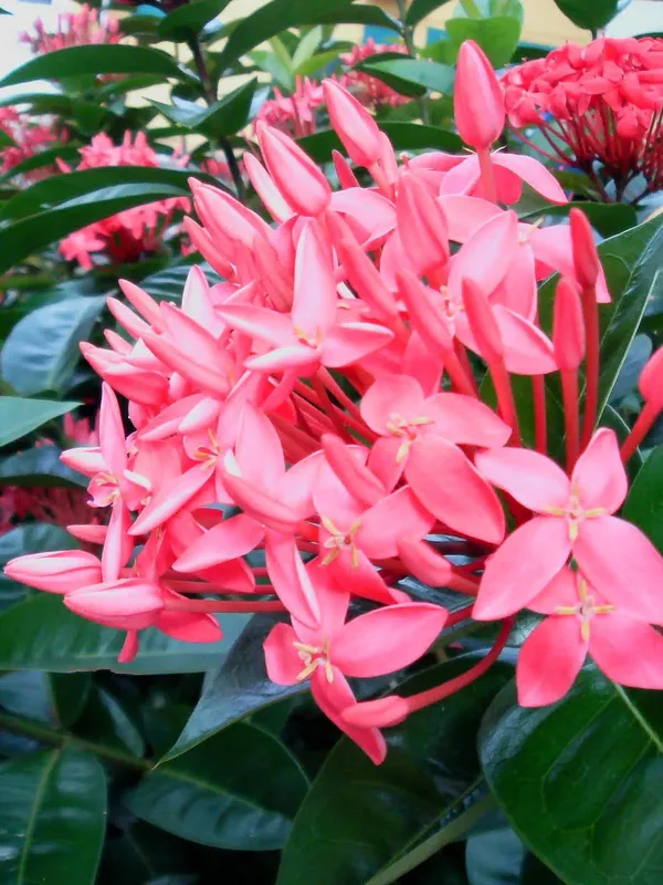 Greenery_Nursery_Ixora_Vibrant_Color_Flower_Plant_&_Tree_For_Shrub/Bush/Home_Decor/Gardening_(Pack_Of_1)