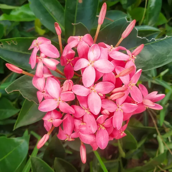 Greenery_Nursery_Ixora_Vibrant_Color_Flower_Plant_&_Tree_For_Shrub/Bush/Home_Decor/Gardening_(Pack_Of_1)