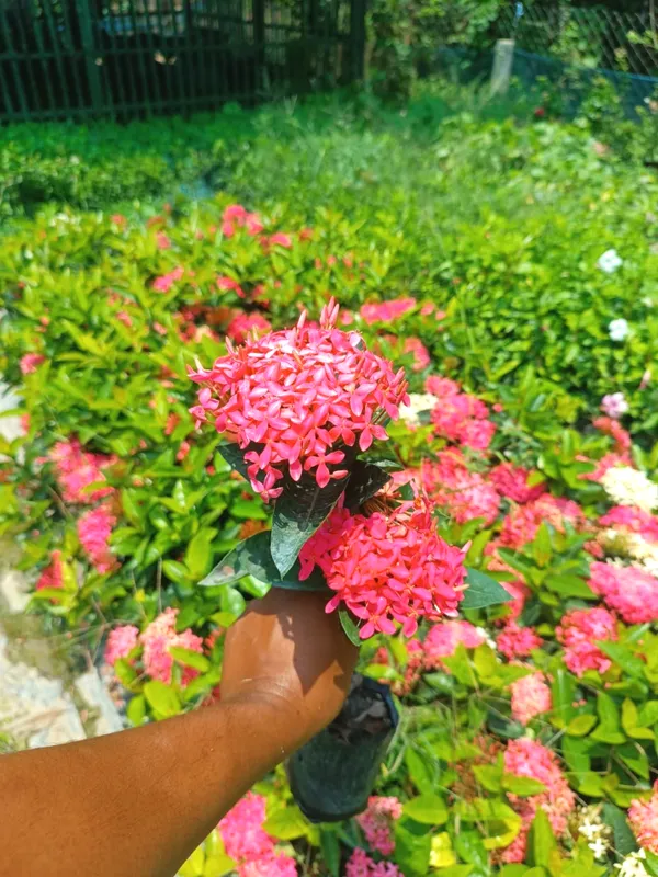 Greenery_Nursery_Ixora_Vibrant_Color_Flower_Plant_&_Tree_For_Shrub/Bush/Home_Decor/Gardening_(Pack_Of_1)