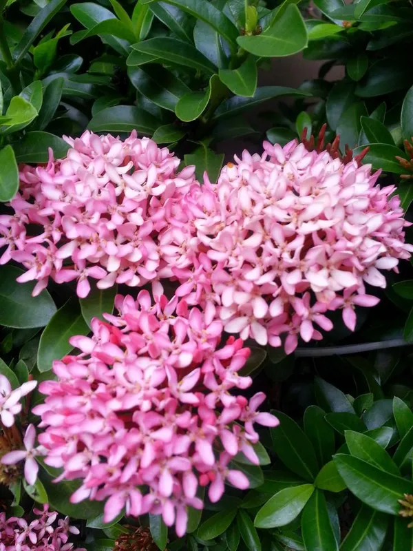 Greenery_Nursery_Ixora_(Pink)_Flowering__Plant_&_Tree_For_Shrub/Bush/Garden_(1.5-3.5_Ft_Height)_Pink_Ixora_Enhance_Your_Home_Beauty,_Well_Watered_Ixora_Plant_(Hybrid,_Pack_Of_1)