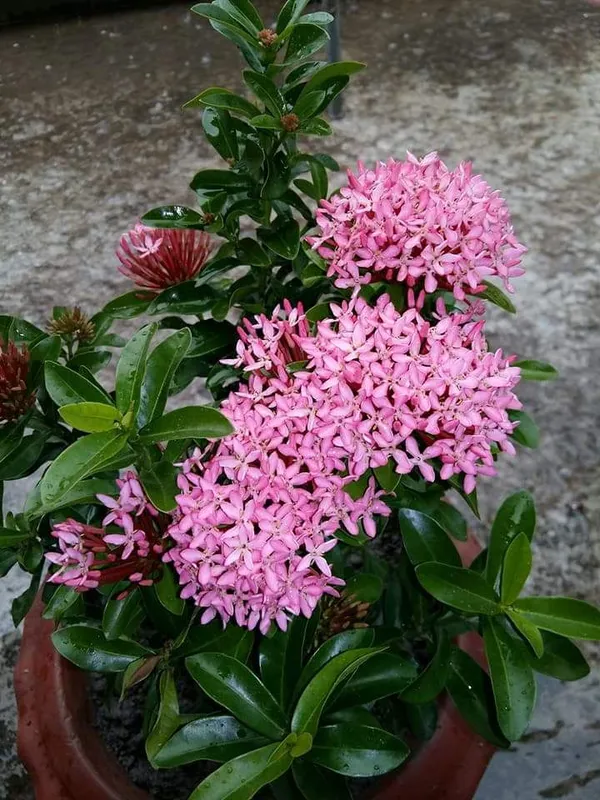 Greenery_Nursery_Ixora_(Pink)_Flowering__Plant_&_Tree_For_Shrub/Bush/Garden_(1.5-3.5_Ft_Height)_Pink_Ixora_Enhance_Your_Home_Beauty,_Well_Watered_Ixora_Plant_(Hybrid,_Pack_Of_1)