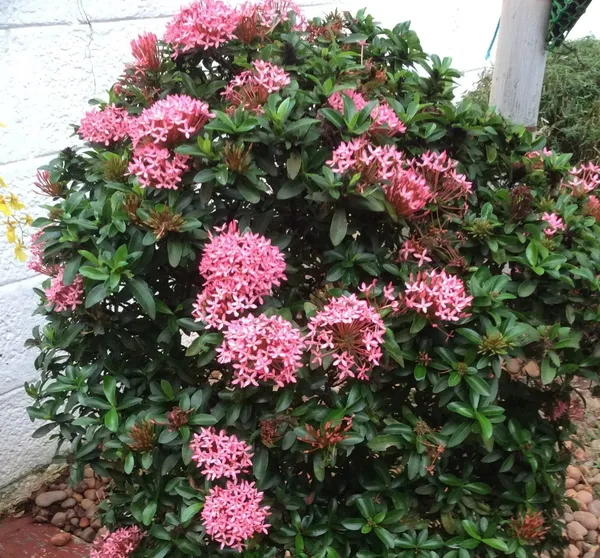 Greenery_Nursery_Ixora_(Pink)_Flowering__Plant_&_Tree_For_Shrub/Bush/Garden_(1.5-3.5_Ft_Height)_Pink_Ixora_Enhance_Your_Home_Beauty,_Well_Watered_Ixora_Plant_(Hybrid,_Pack_Of_1)