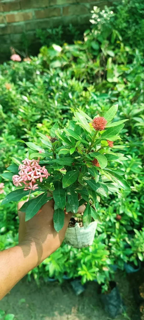 Greenery_Nursery_Ixora_(Pink)_Flowering__Plant_&_Tree_For_Shrub/Bush/Garden_(1.5-3.5_Ft_Height)_Pink_Ixora_Enhance_Your_Home_Beauty,_Well_Watered_Ixora_Plant_(Hybrid,_Pack_Of_1)