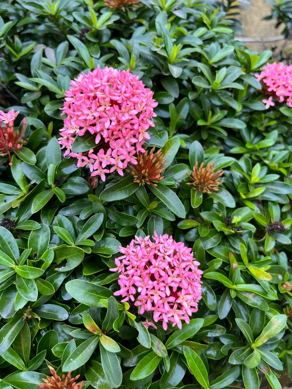 Greenery_Nursery_Ixora_(Pink)_Flowering__Plant_&_Tree_For_Shrub/Bush/Garden_(1.5-3.5_Ft_Height)_Pink_Ixora_Enhance_Your_Home_Beauty,_Well_Watered_Ixora_Plant_(Hybrid,_Pack_Of_1)