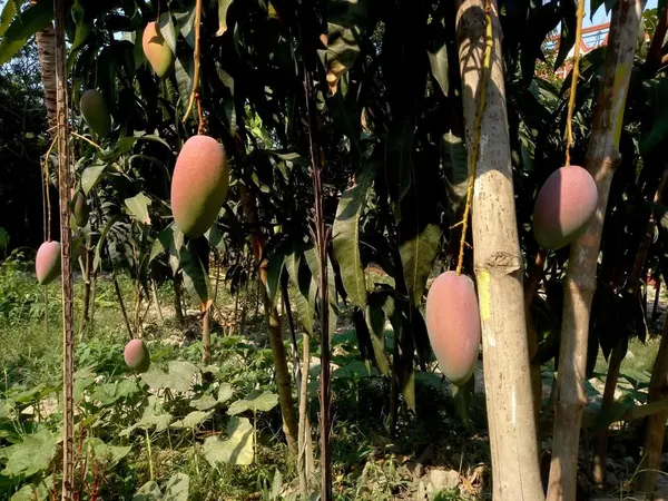 Greenery_Nursery_Miyazaki_Best_Mango_Plant_&_Tree_For_Your_Home_Garden,_Pack_Of_1
